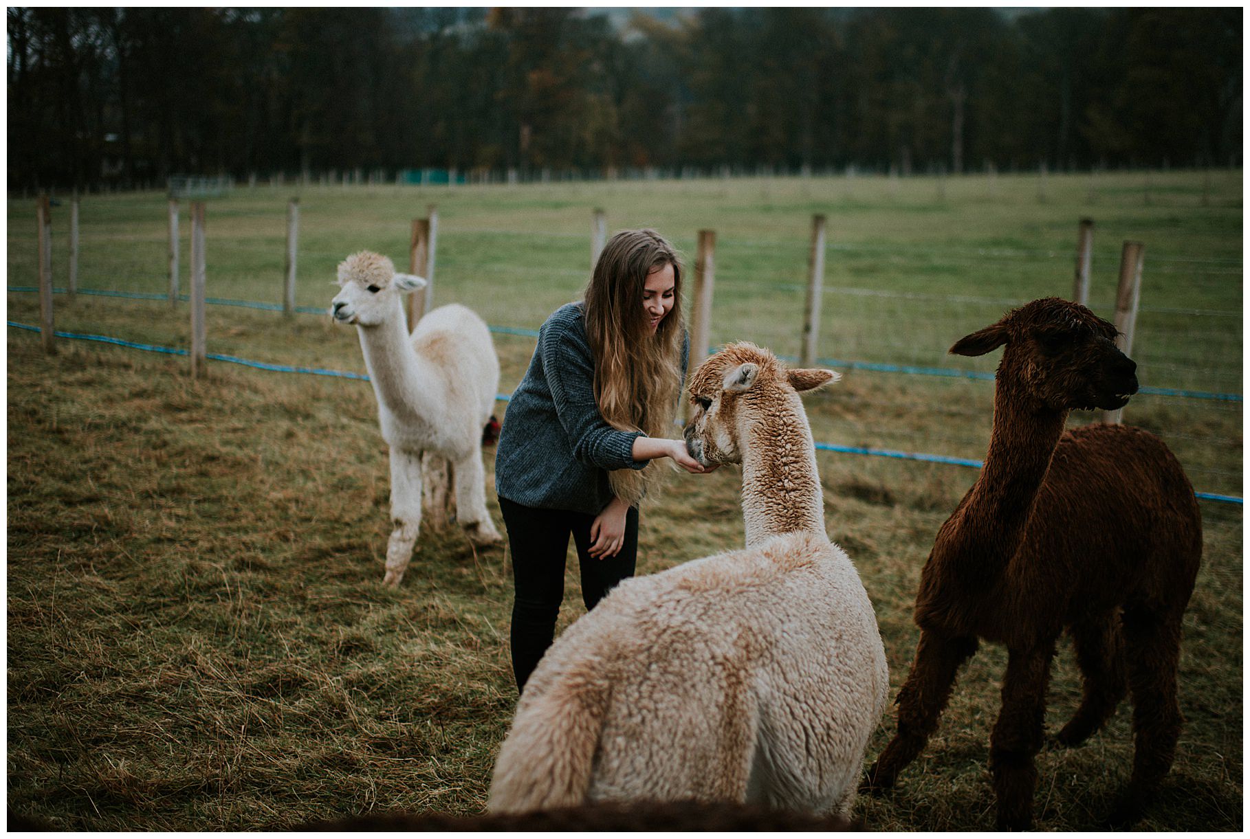Edinburgh alpaca farm photoshoot - Edinburgh photographer | Natalia ...
