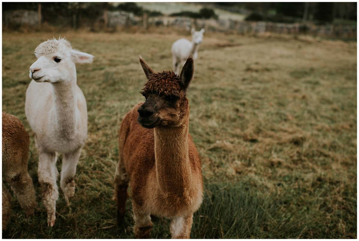 Edinburgh alpaca farm engagement photoshoot