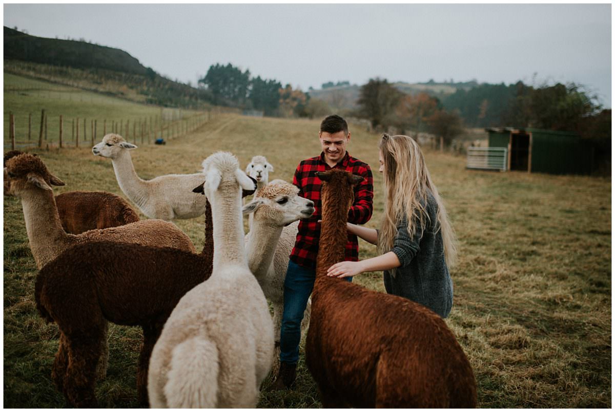 Scotland alpaca farm photoshoot