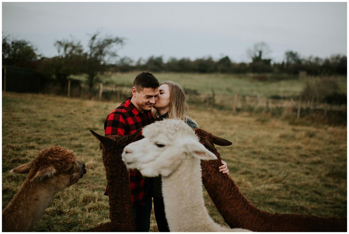 Scotland alpaca farm photoshoot