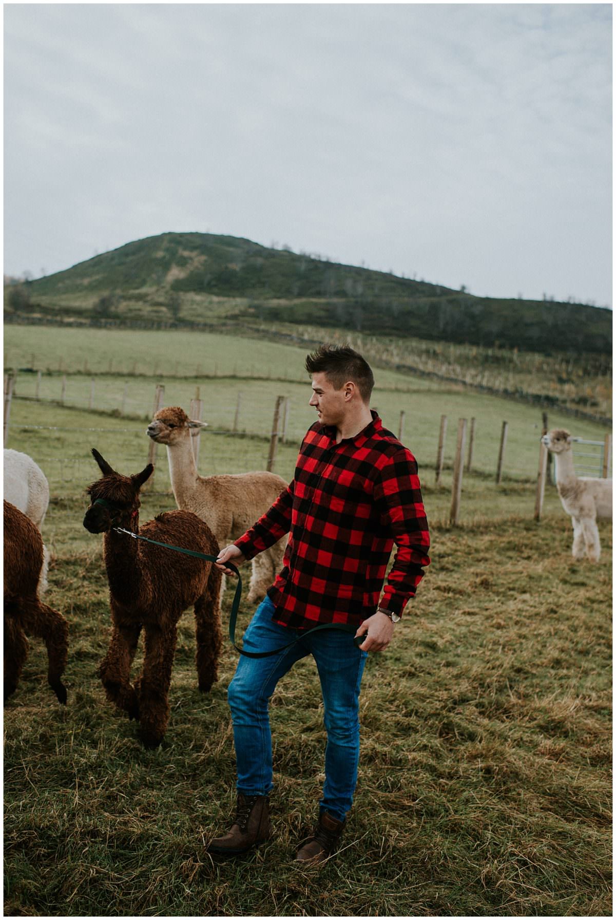 Scotland alpaca farm photoshoot - Edinburgh wedding photographer