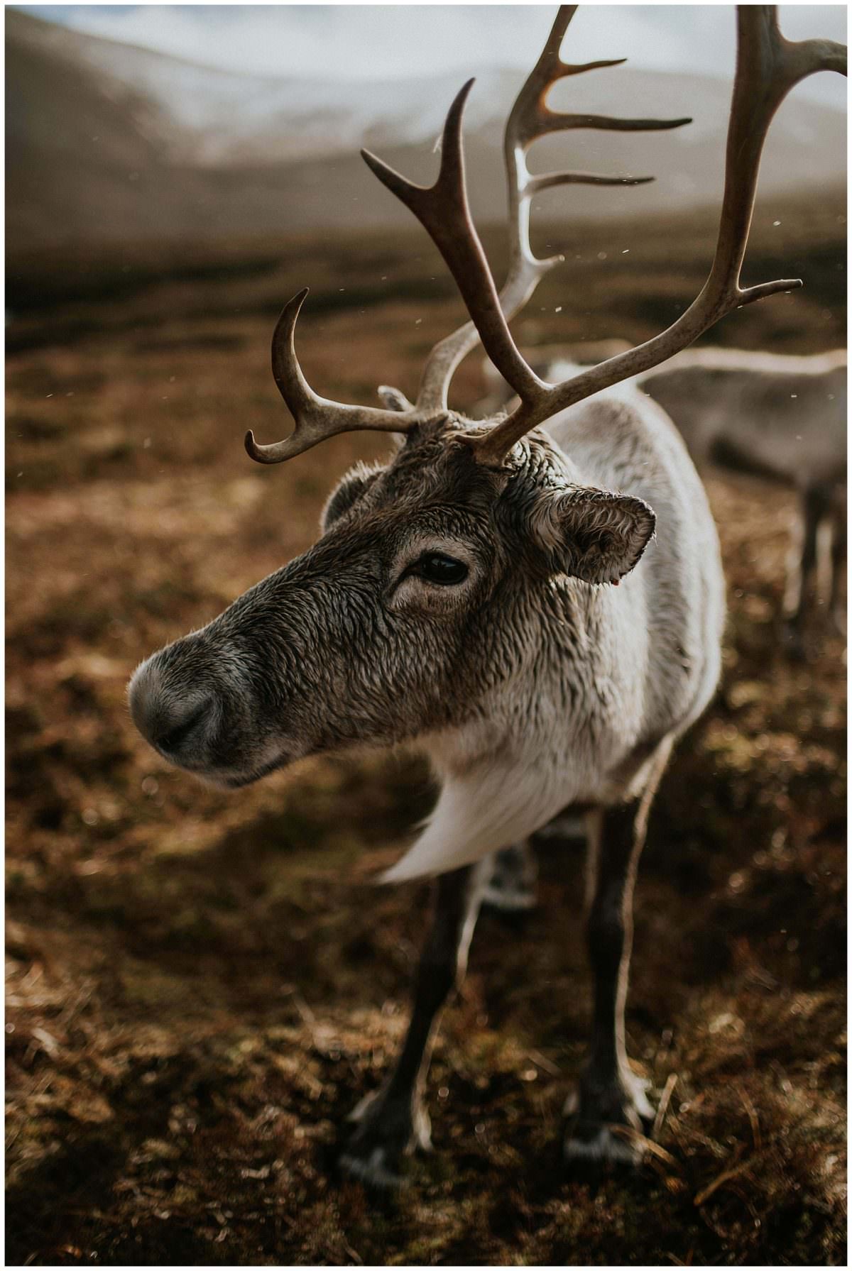 Reindeer in Scotland - Reindeer Centre, Cairngorms National Park