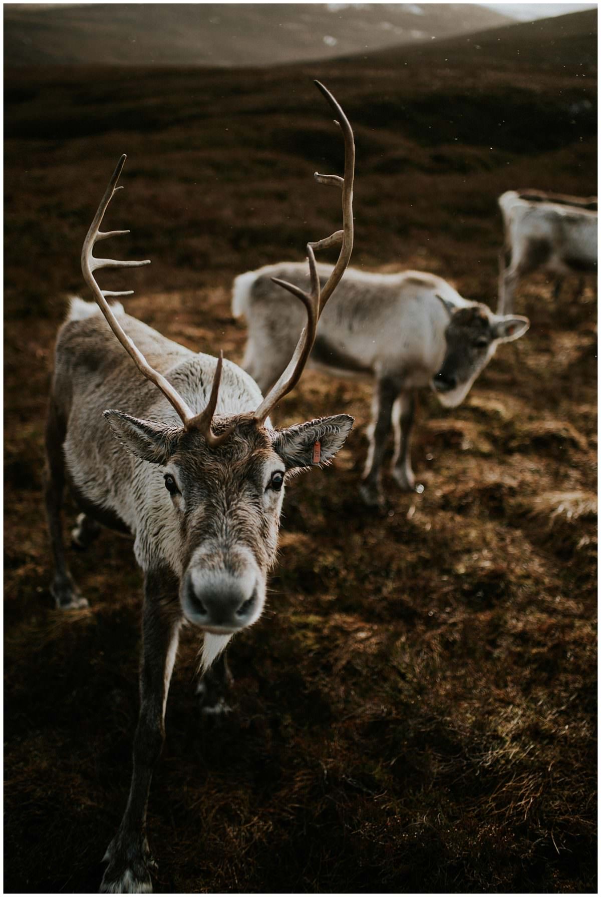 Reindeer in Scotland - Reindeer Centre, Cairngorms National Park