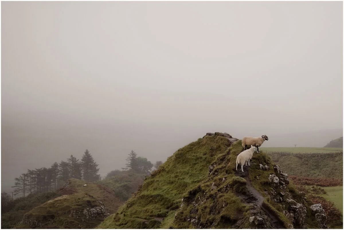 Two blackface sheep standing on a misty hilltop at Fairy Glen, Isle of Skye, surrounded by low cloud