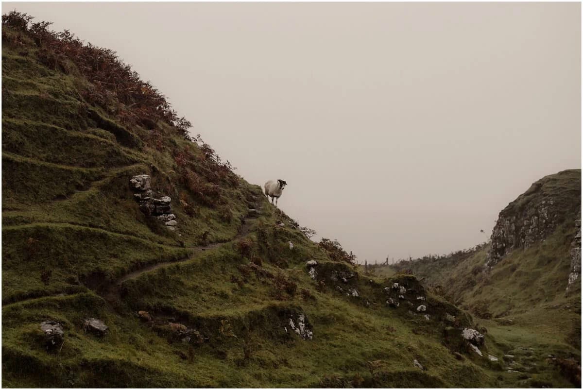 A blackface sheep standing on the steep mossy hillside at Fairy Glen, Isle of Skye