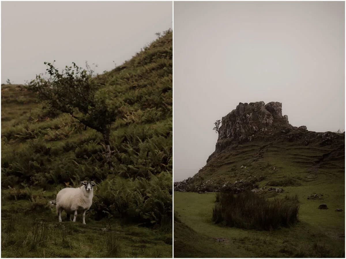 A blackface sheep standing among ferns at Fairy Glen, Isle of Skye, alongside the distinctive Castle Ewen rock formation in the mist