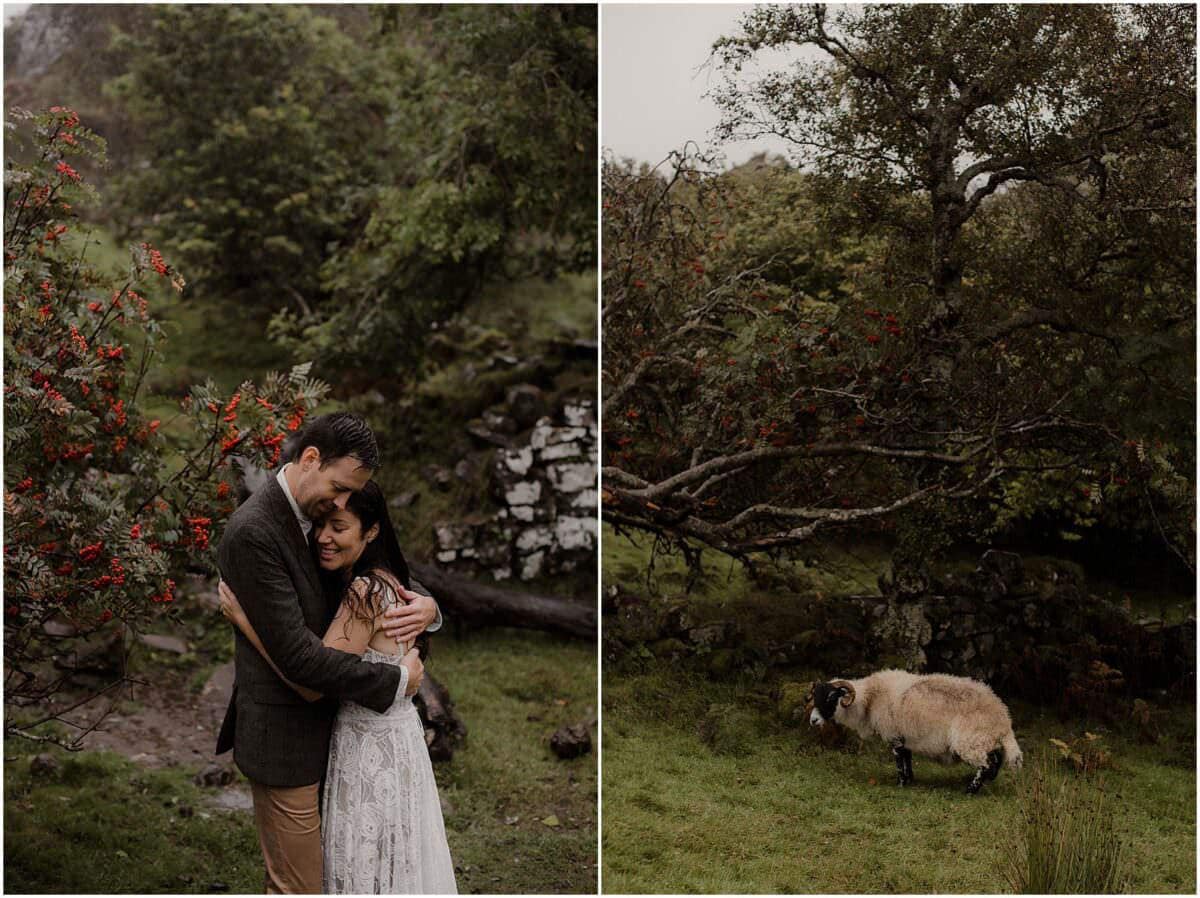 Couple embracing among the red-berried rowan trees at Fairy Glen, Isle of Skye, alongside a blackface sheep grazing nearby