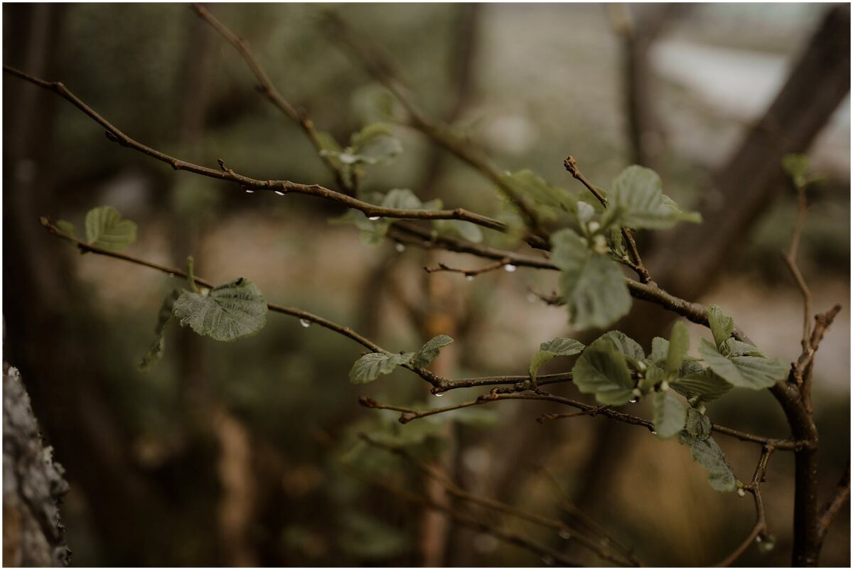 Brown twigs sprouting fresh green leaves, each tipped with glistening raindrops