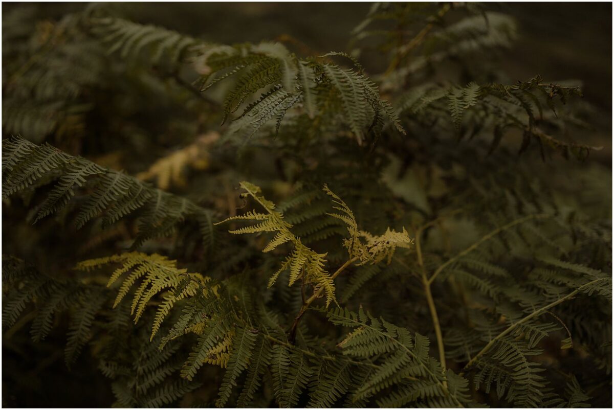 Wedding photoshoot in Glencoe - Glencoe wedding photographer Ferns in the highlands changing colours in autumn