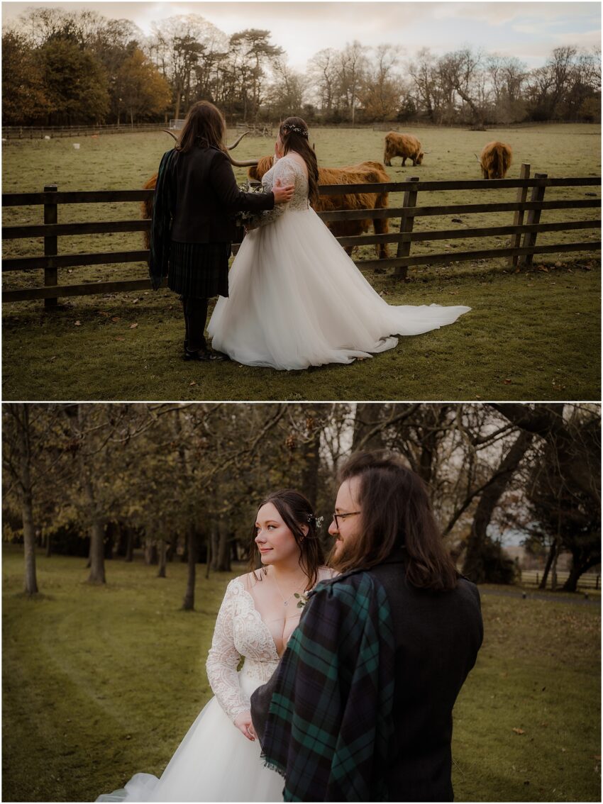 Bride groom - wedding photoshoot with highlands cows in Edinburgh