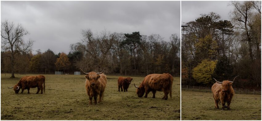 Highlands cows in Edinburgh