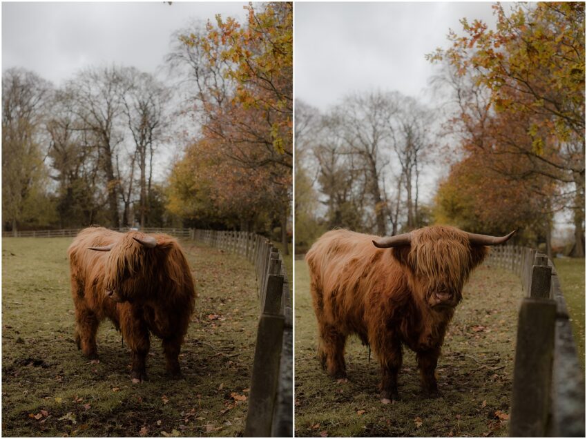 Highlands cows in front of wedding venue in Scotland