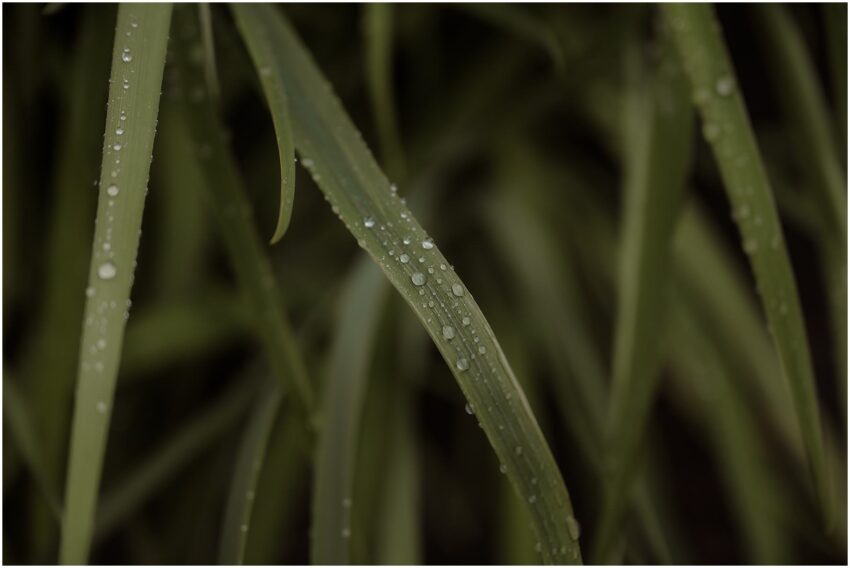 Raindrops on the grass at the Botanics