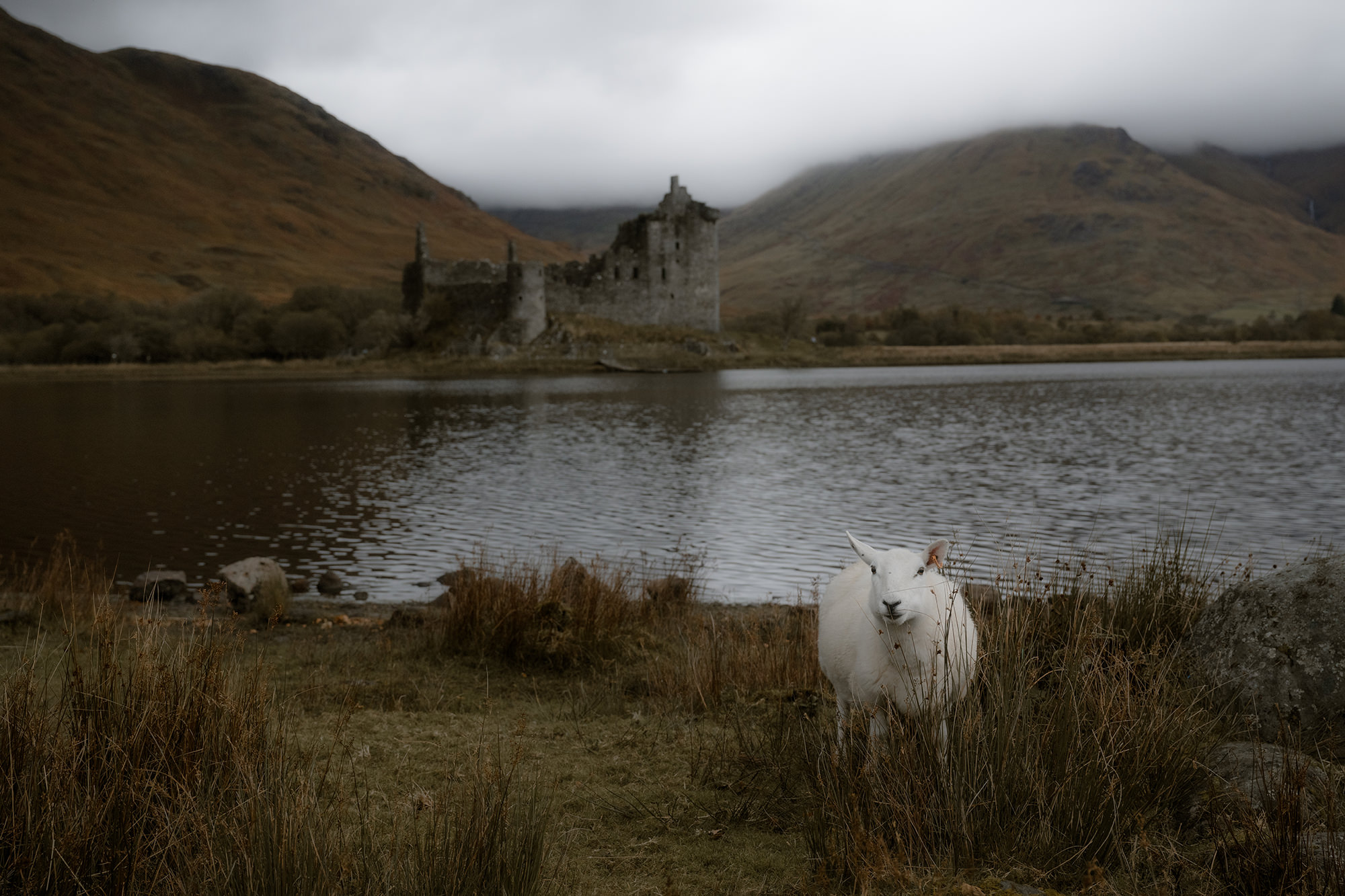 A white sheep stands in the foreground near the shore of a lake, with the ruins of Kilchurn Castle in the background