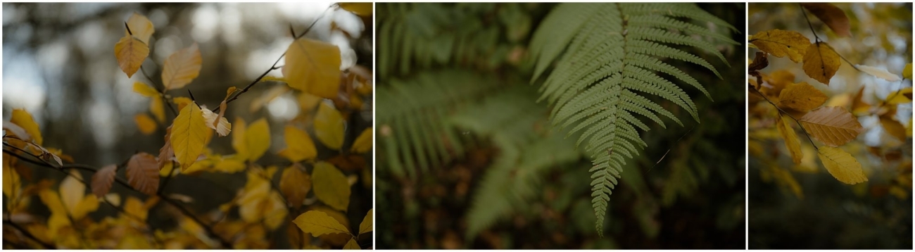 Close-up of golden autumn leaves and a delicate green fern in a Scottish woodland