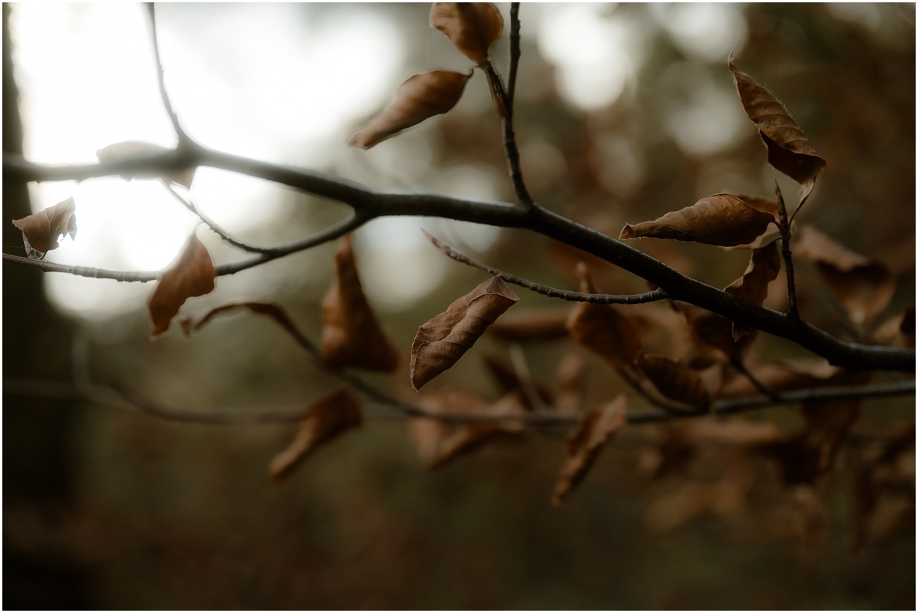 Crisp brown leaves still clinging to a branch in autumn