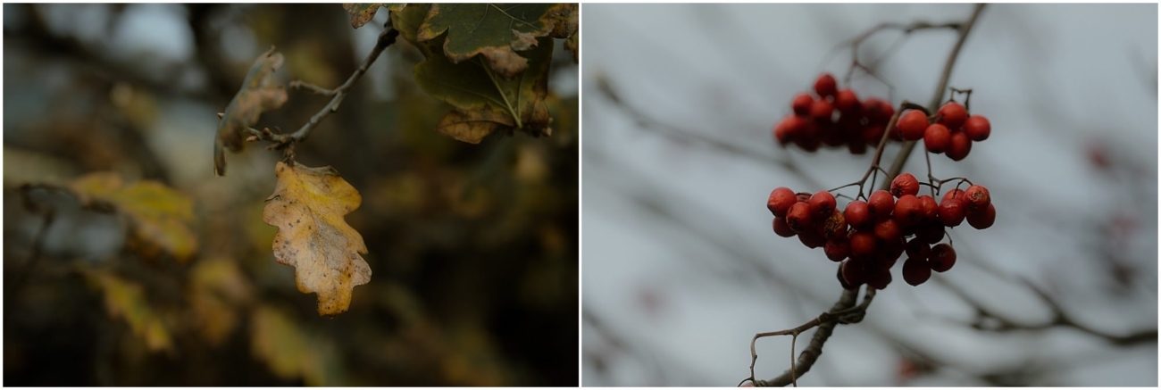 Close-up of autumn details in the Scottish Highlands— a golden oak leaf on a branch and vibrant red rowan berries against a misty sky